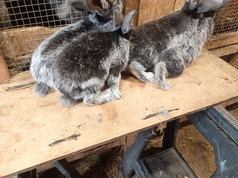 Wjs Wielki jasnosrebrzysty rodowód