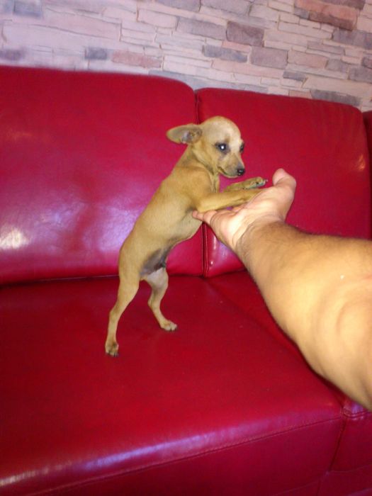 Pinscher super miniatura menino