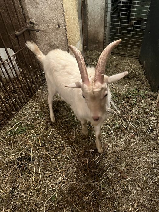 Sprzedam kozła z rogami