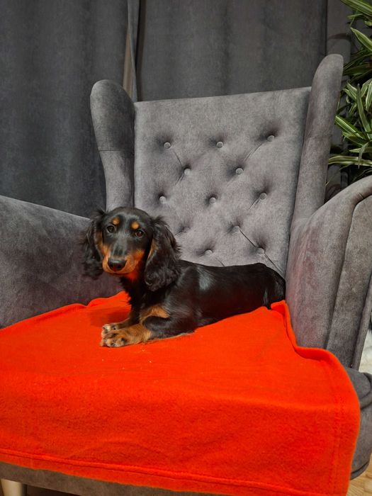 Jamnik długowłosy suczka 5 mies.