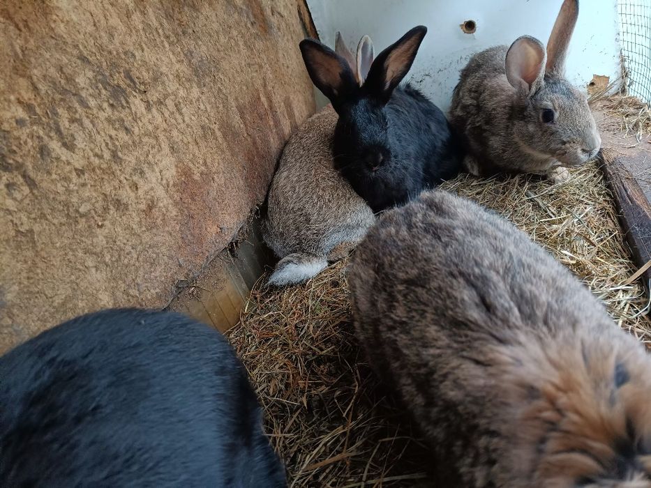 Króliki młode odsadki po dużych rodzicach