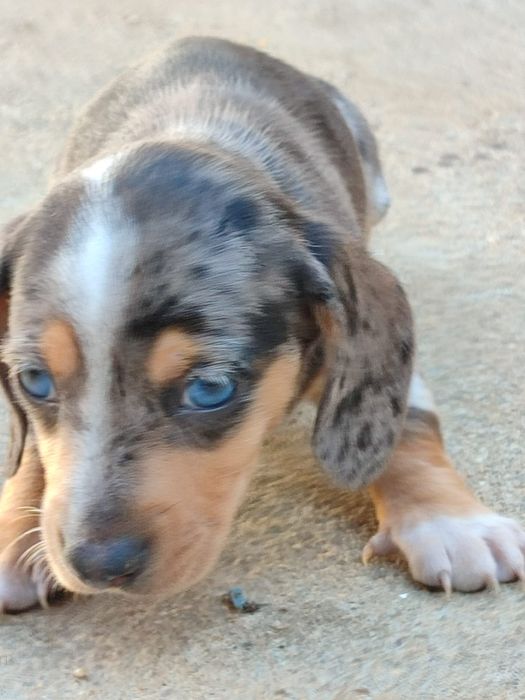 Teckel macho Caninchen