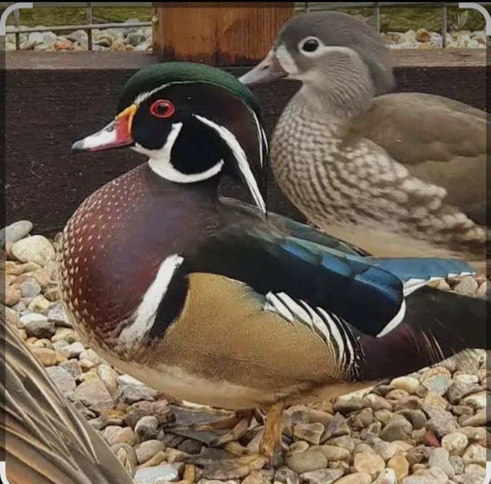 Patos carolino, casais.