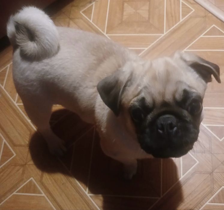 Мопс, хлопчик, мопс