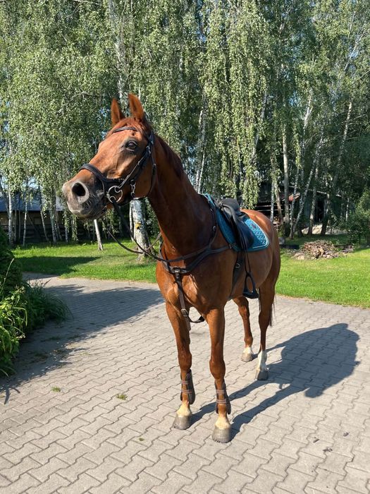 Walach HANOWERSKI małego sporu dbd RTG