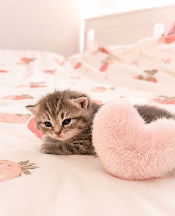 Fêmea  tabby silver
