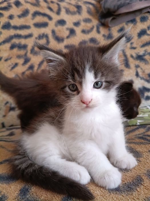Kocurek Maine Coon