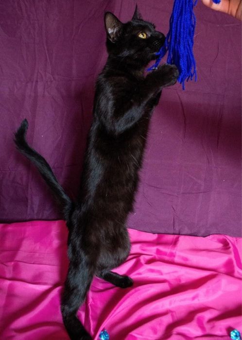 Гарна чорна киця в добрі руки!