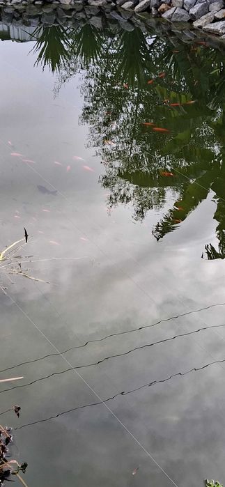 Peixes coloridos kinguius