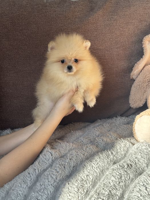 Померанский шпиц мальчик