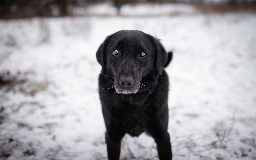Portos - łagodny, przyjazny psiak w typie labka