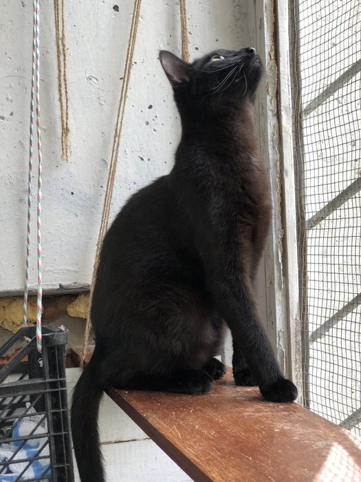 Кот 1 год Космос бесплатно