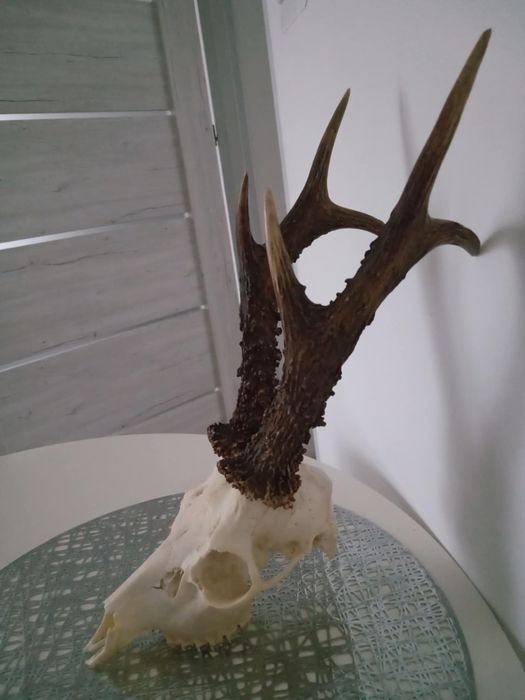 trofea myśliwskie-Parostki