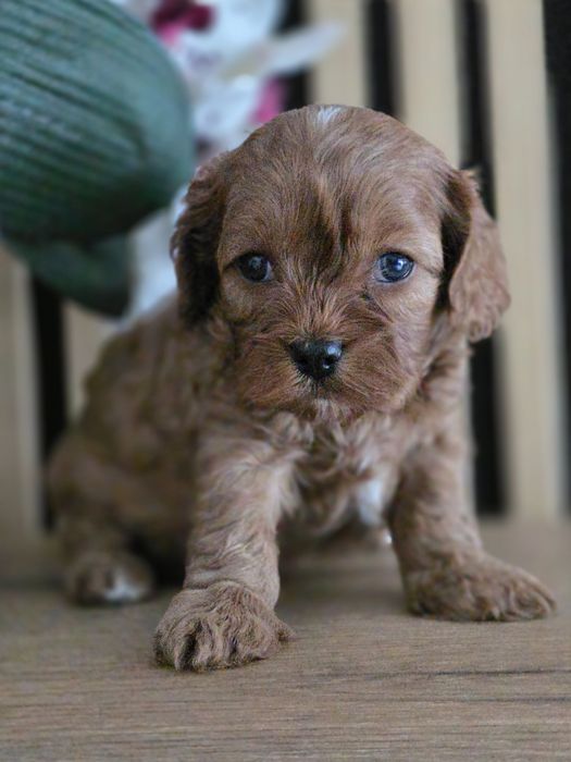 Cavapoo   .Badania genetyczne.Do rezerwacji.