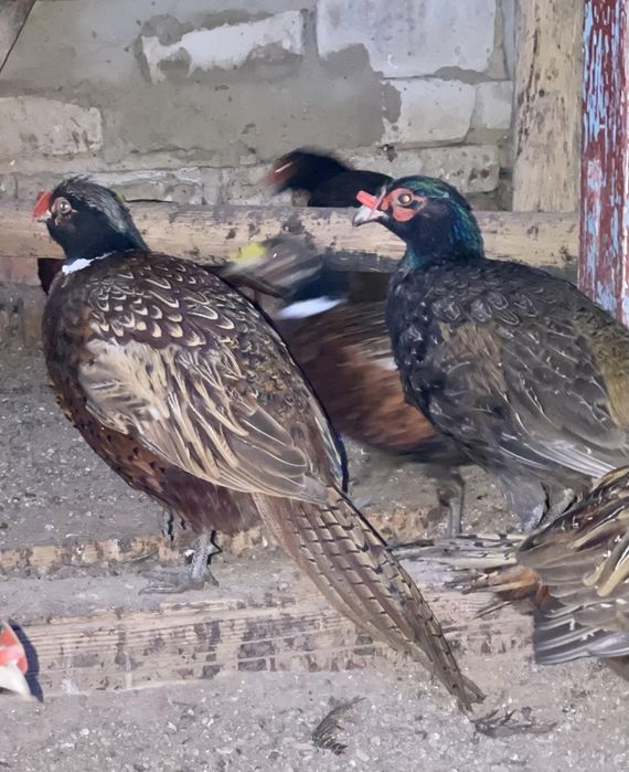 Румунський фазан фазанята