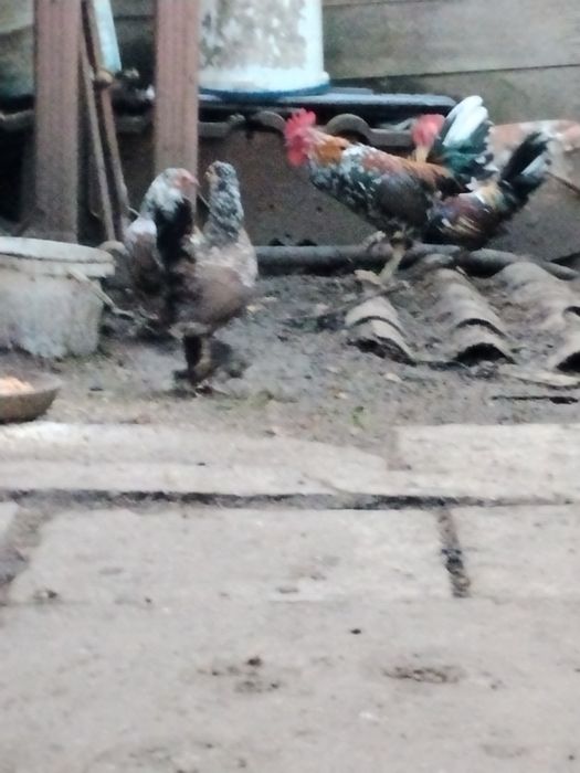 Декоративні кури
