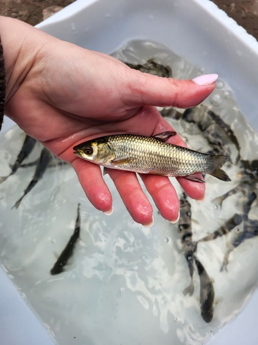 Amur lin tołpyga jesiotr karp koi