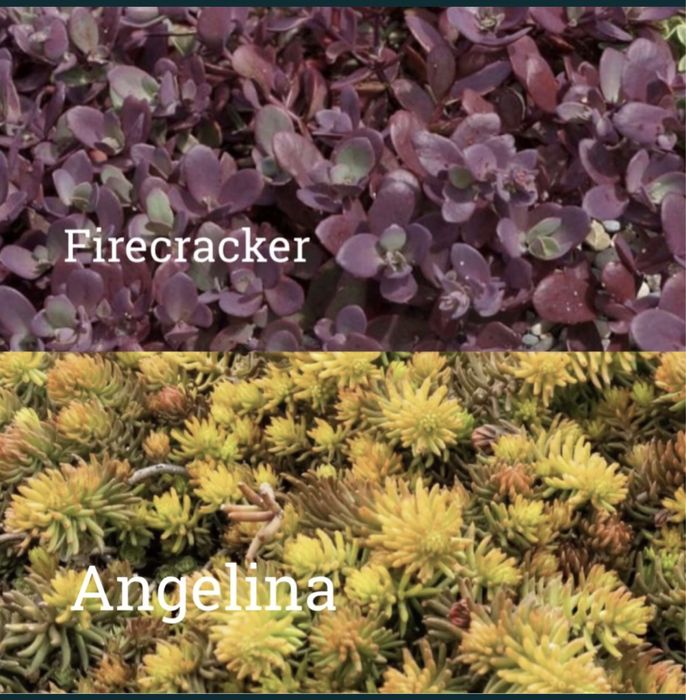 Очиток firecracker,angelina,medindorfa,variegata,lime zinger,ewersi