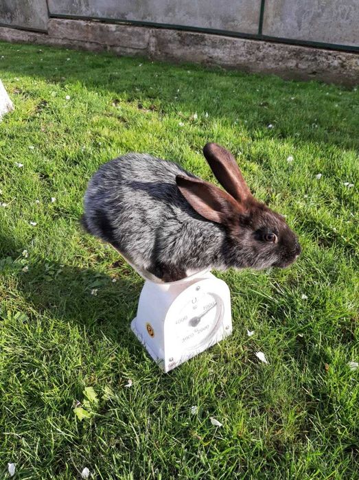 Кролі Полтавське срібло 150 гр.