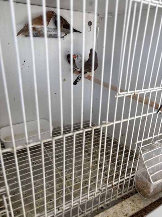 Vendo exoticos mandarins e bengalins do japao