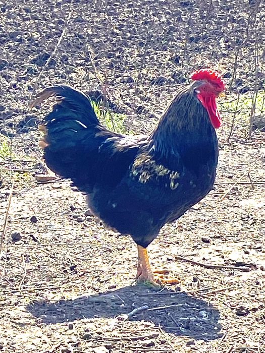 Тушки гусей, качок та півнів