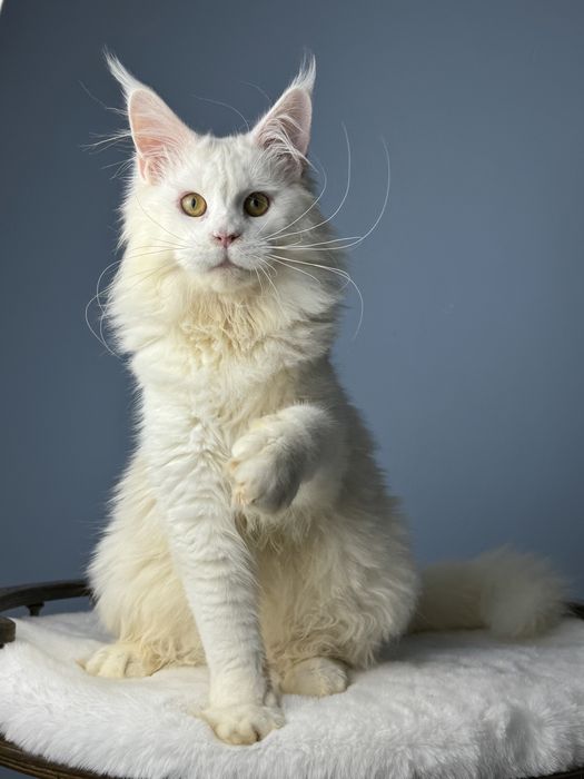 Девочка мейн кун белый окрас крупная элитная линия меховая