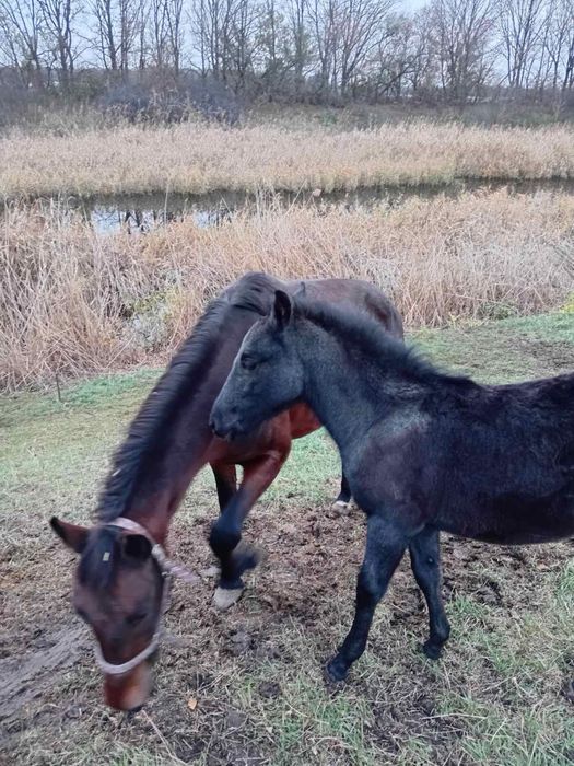 Продам кобилу та лоша