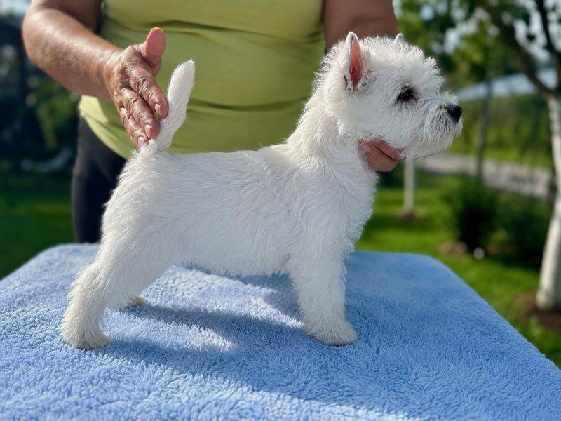 West Highland White Terrier