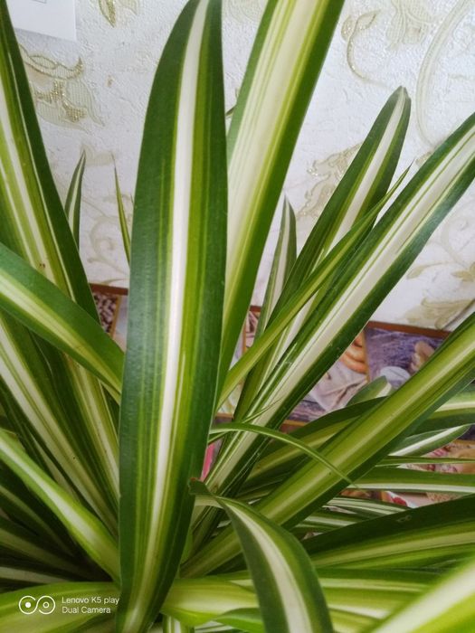 Квіти кімнатні , хлорофітум