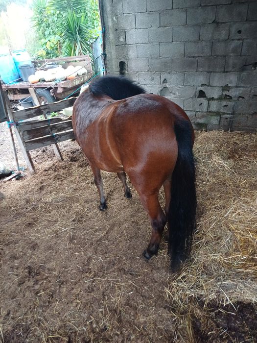 Garrano puro, muito manso