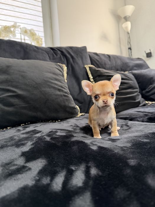 chihuahua krótkowłosa suczka