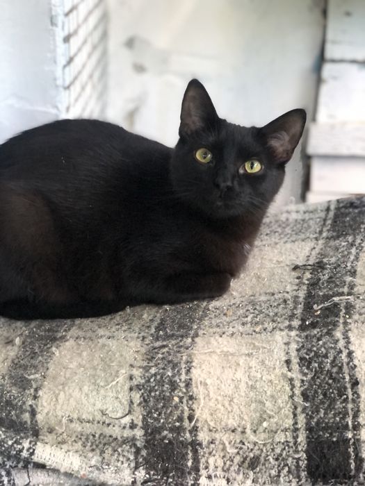 Кот 1 год Космос бесплатно