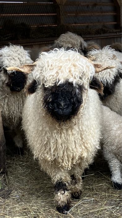 RODOWÓD Owca Walizerska Czarnonosa Walliserska