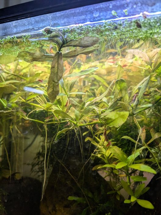 Planta de aquário Hygrophila polysperma