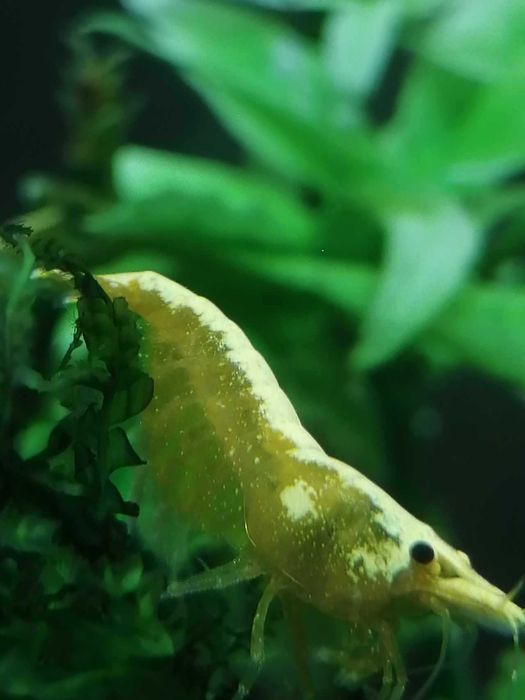Krewetka Yellow Golden Line słodkowodna
