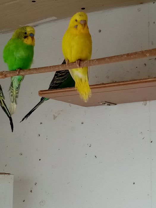 Sprzedam papugi faliste