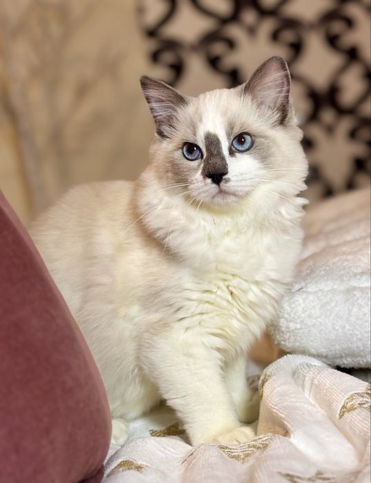 Kocurek Ragdoll - Rufus
