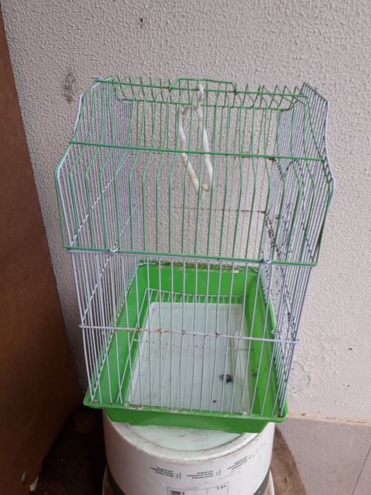 Gaiola colorida para passarinho feliz