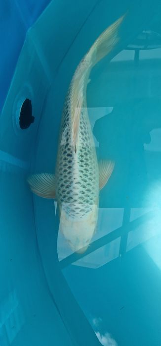Carpa koi com 35cm