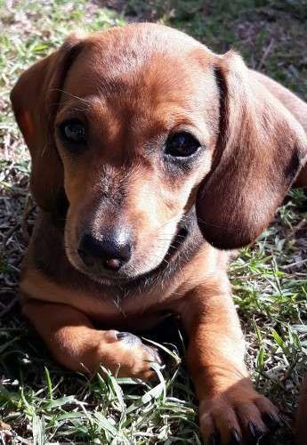 Миле Щеня Такси - Ваш Новий Друг