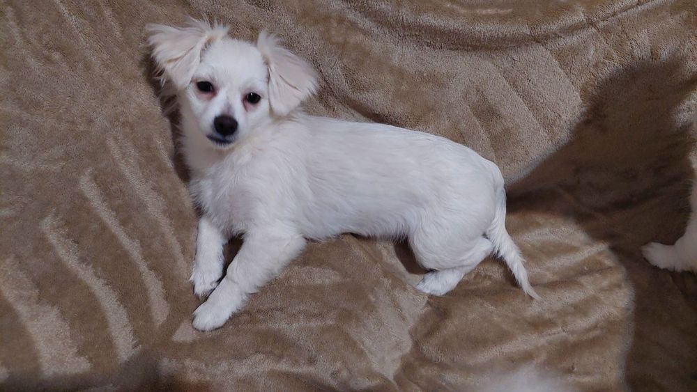 Щенки в хорошие руки .