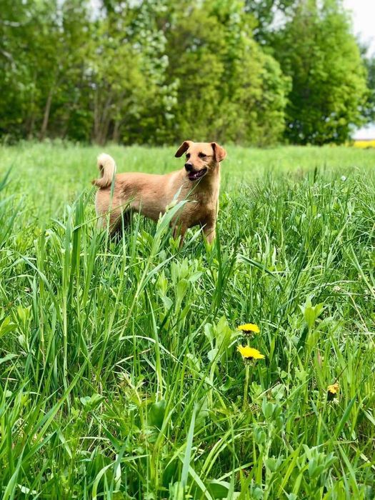 Gaja - pies do adopcji Fundacja ,,Psiakowo pod Lasem’’