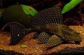 Pleco leopardo L001 \ Pterygoplichthys joselimaianus 25-30cm