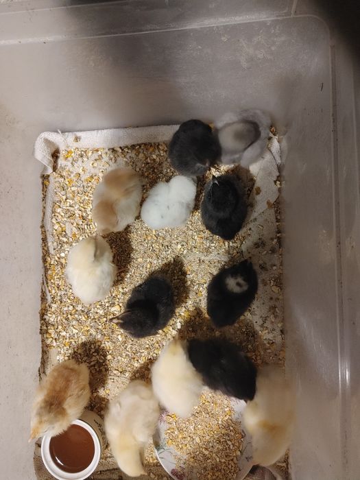 Kurczaki wyklute 20 stycznia