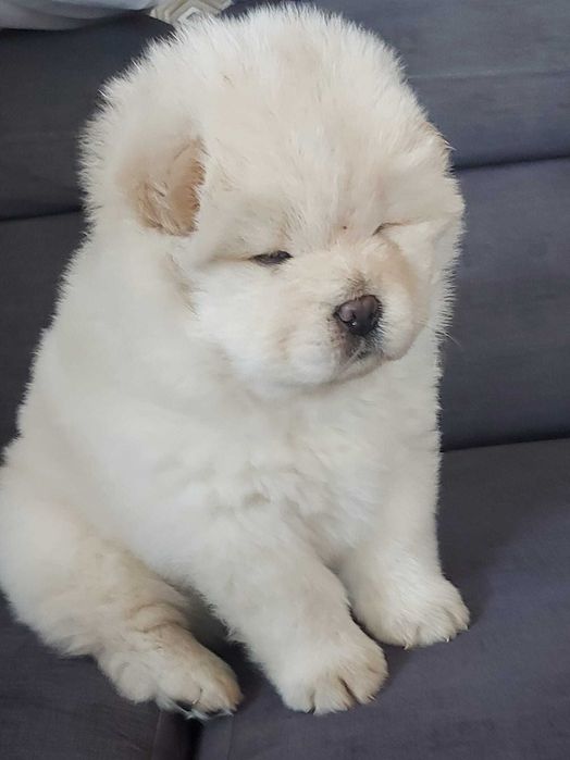 Vendo cachorro Chow Chow