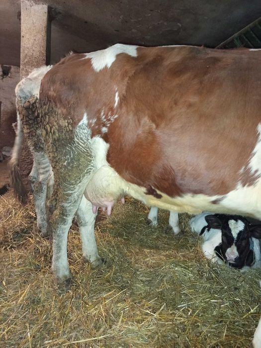 Sprzedam krowę cielna