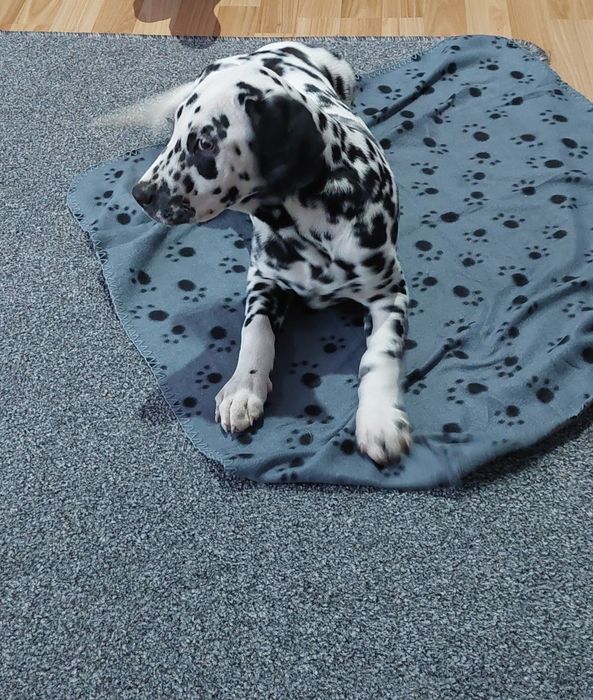 Dalmatyńczyk- samiec