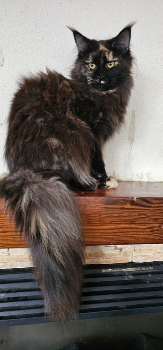 Черепаховая девочка мейн кун