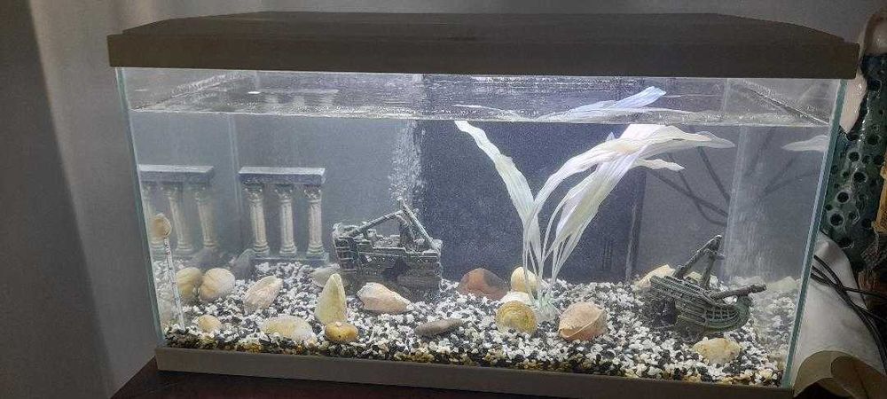 Aquário de peixes agua