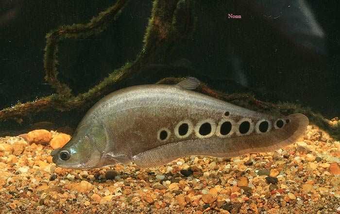 Chitala ornata nożowiec chitala 15-20 cm
